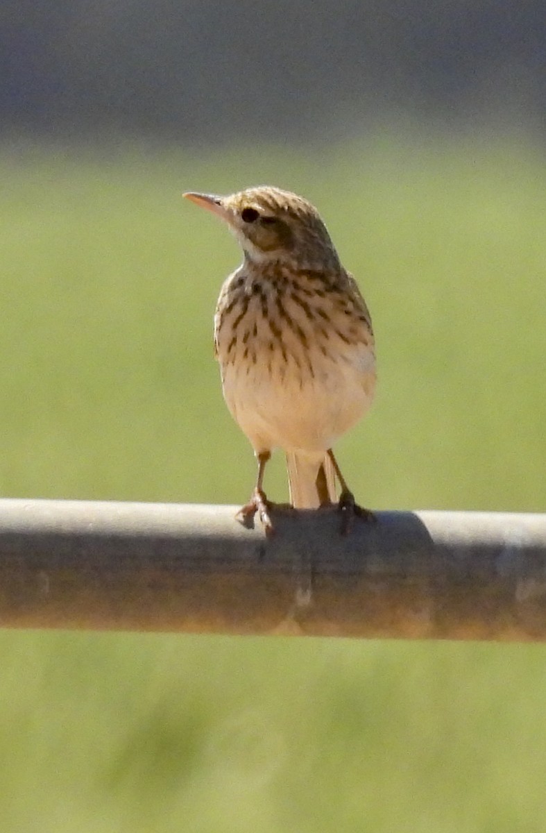 Australian Pipit - ML645247654