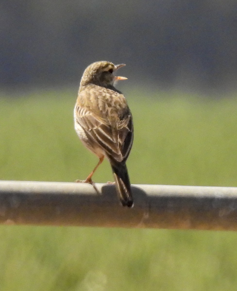 Australian Pipit - ML645247655