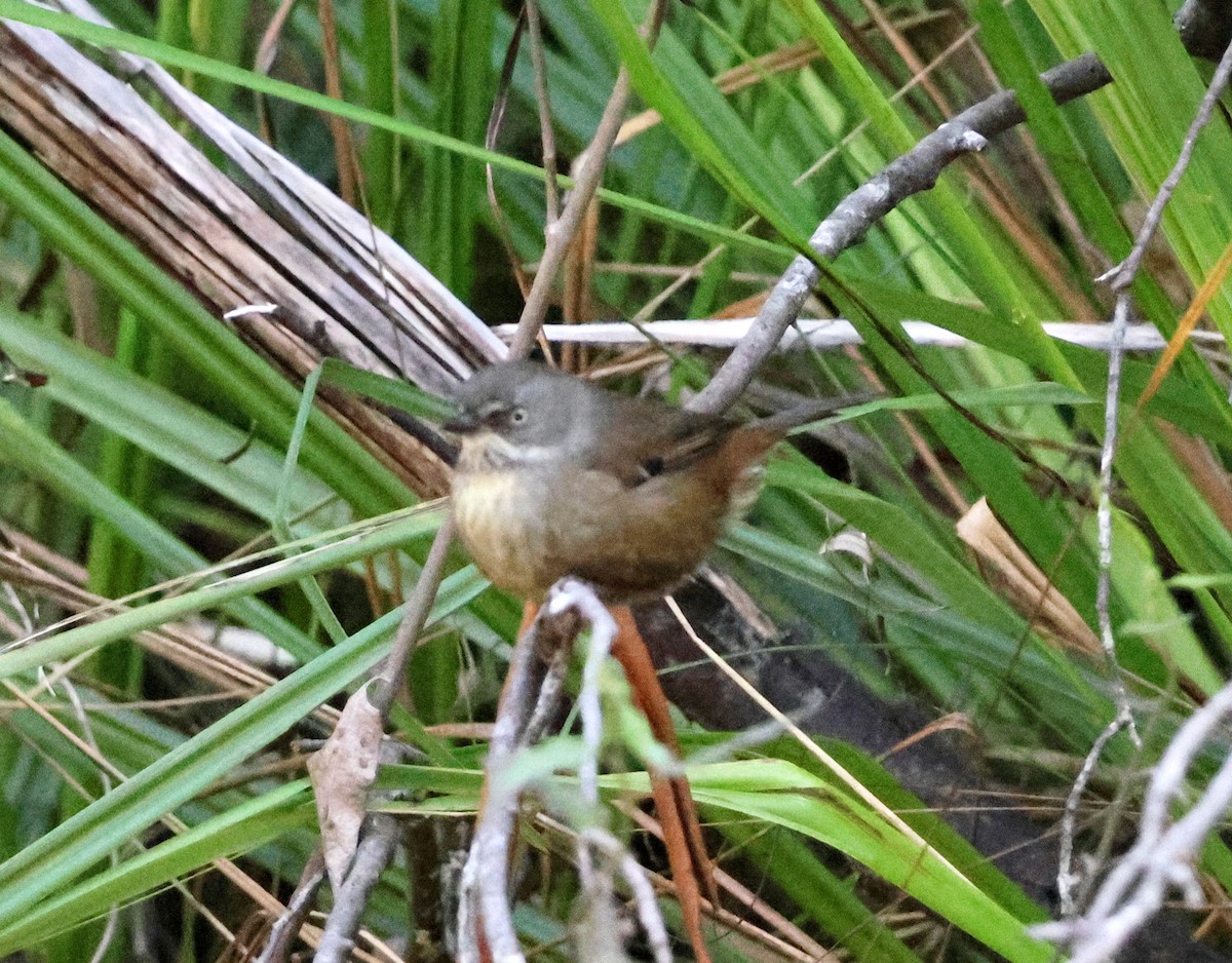 Tasmanian Scrubwren - ML645247659