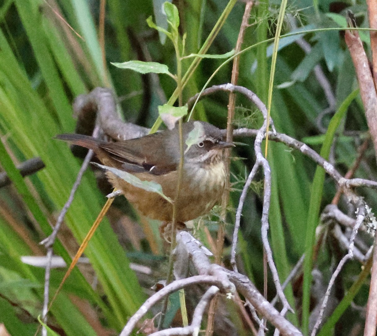 Tasmanian Scrubwren - ML645247661