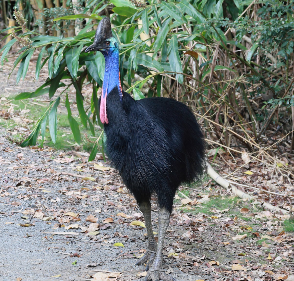 Southern Cassowary - ML645247663