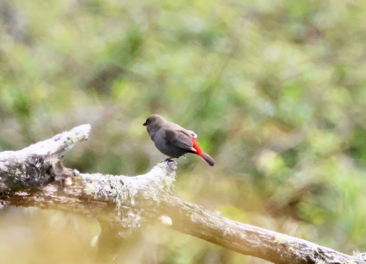 Beautiful Firetail - ML645247677