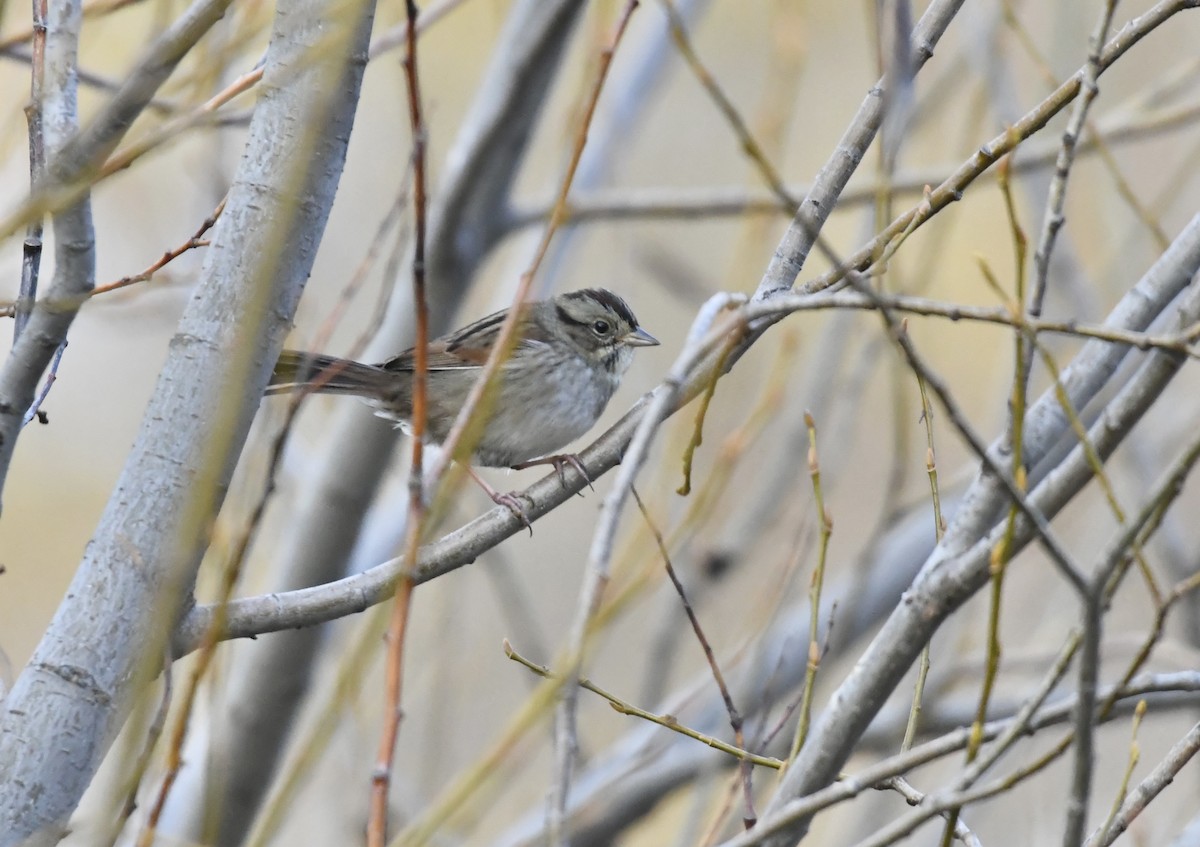 Swamp Sparrow - ML645247679