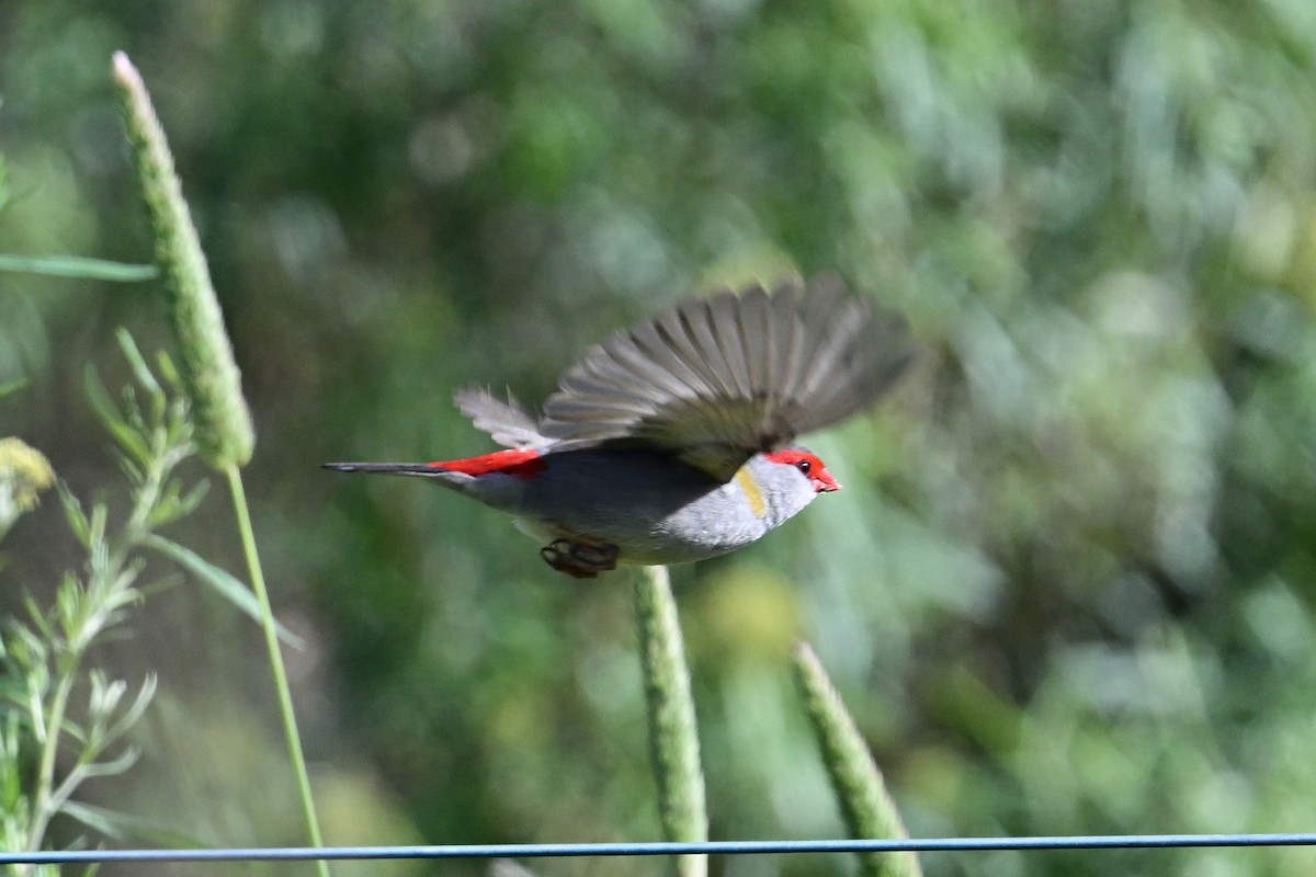 Краснобровая амадина - ML645247700