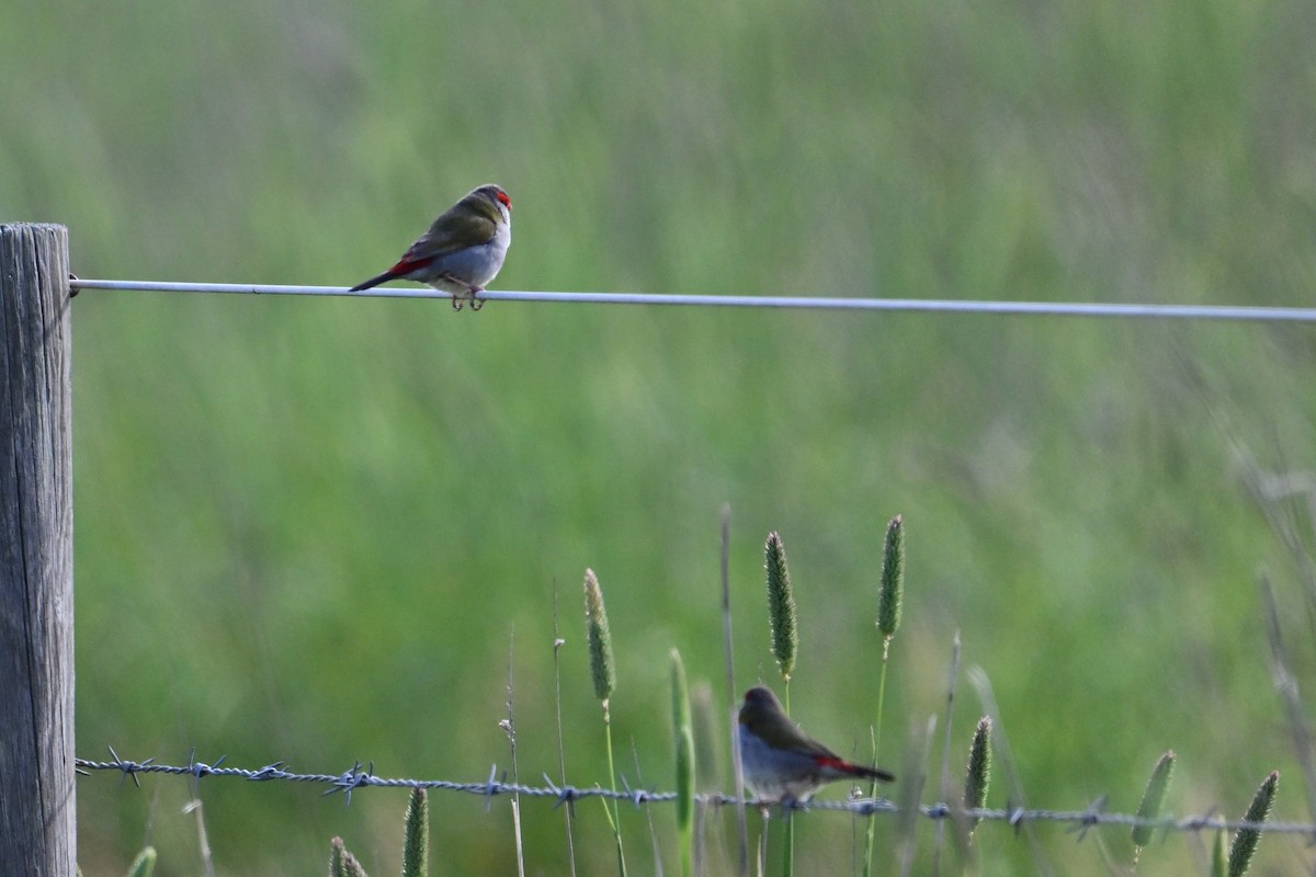 Краснобровая амадина - ML645247706
