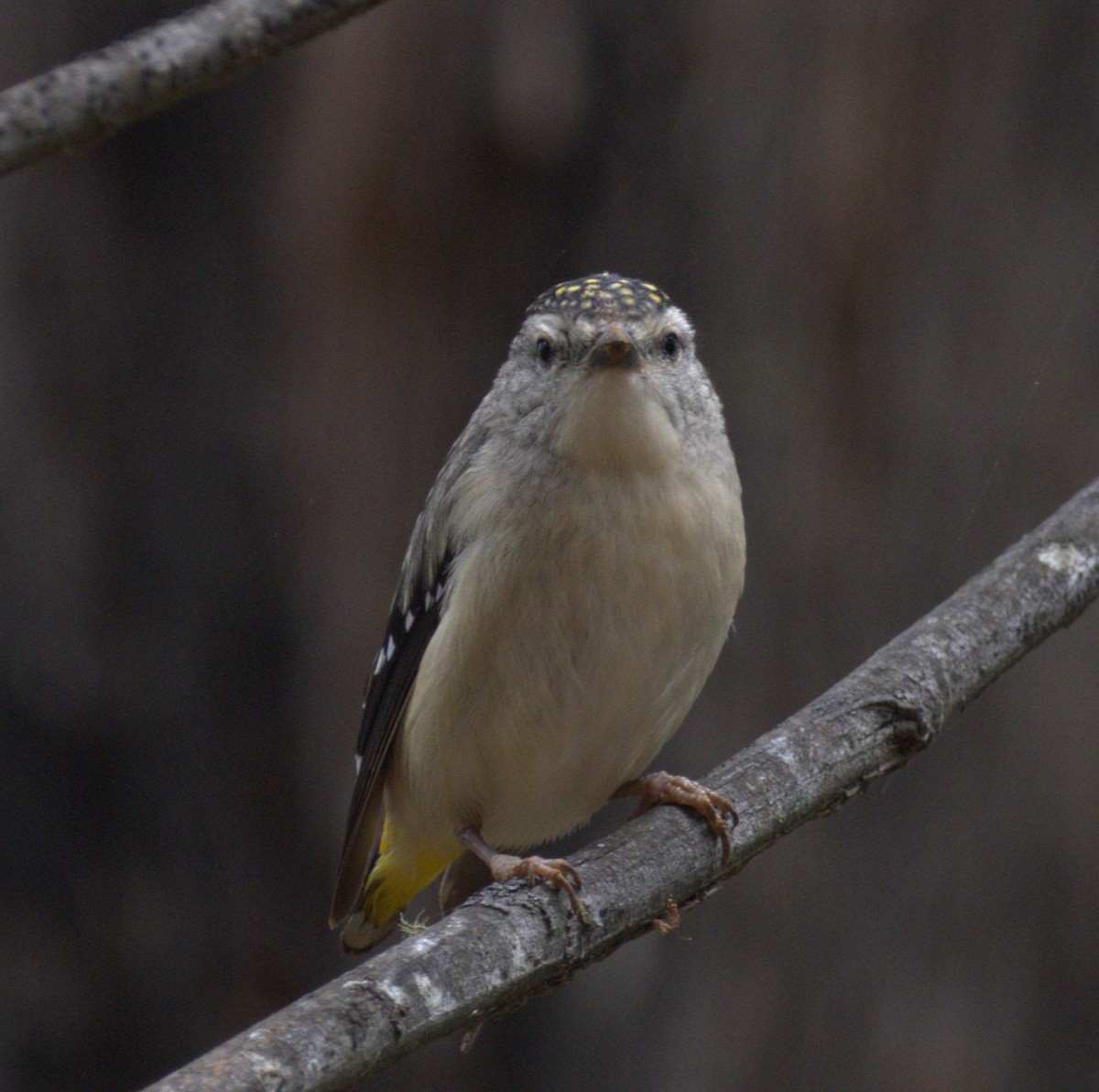 pardalot tečkovaný - ML645247728