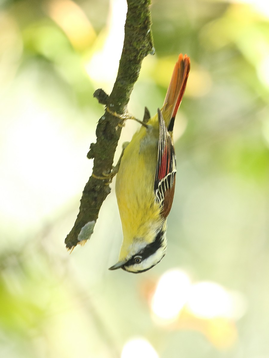 Мінла рудохвоста - ML645247730