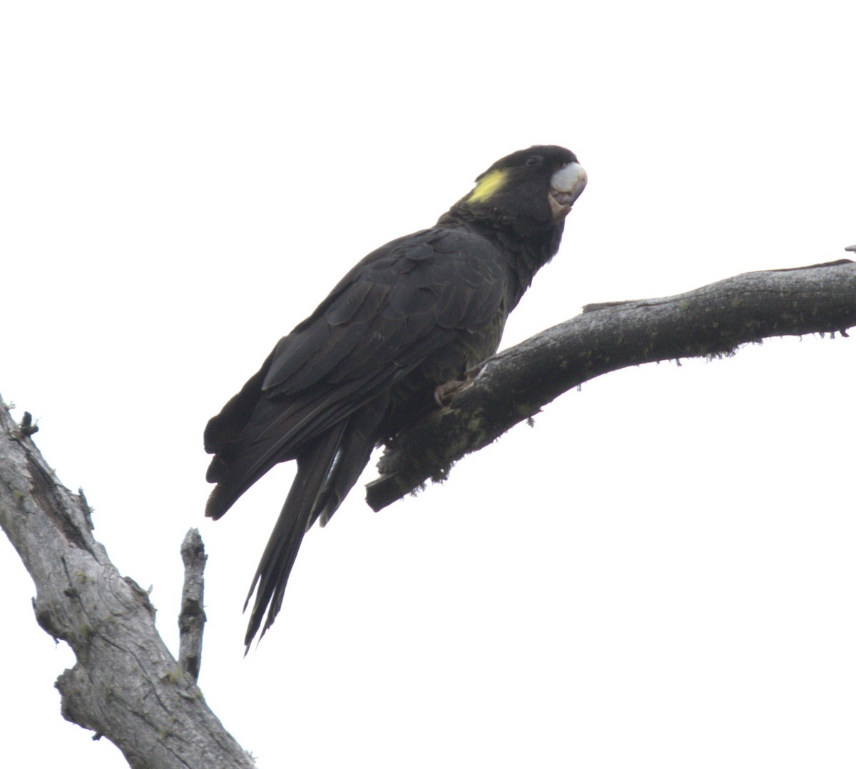 kakadu černý - ML645247735