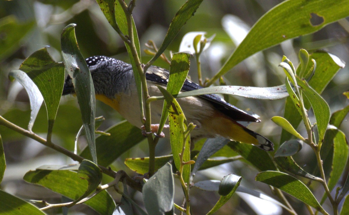 pardalot tečkovaný - ML645247738