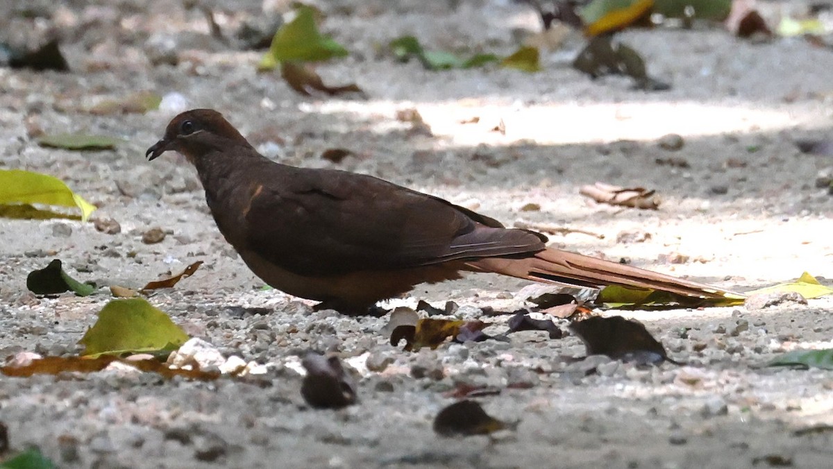 Phasianelle brune - ML645247742