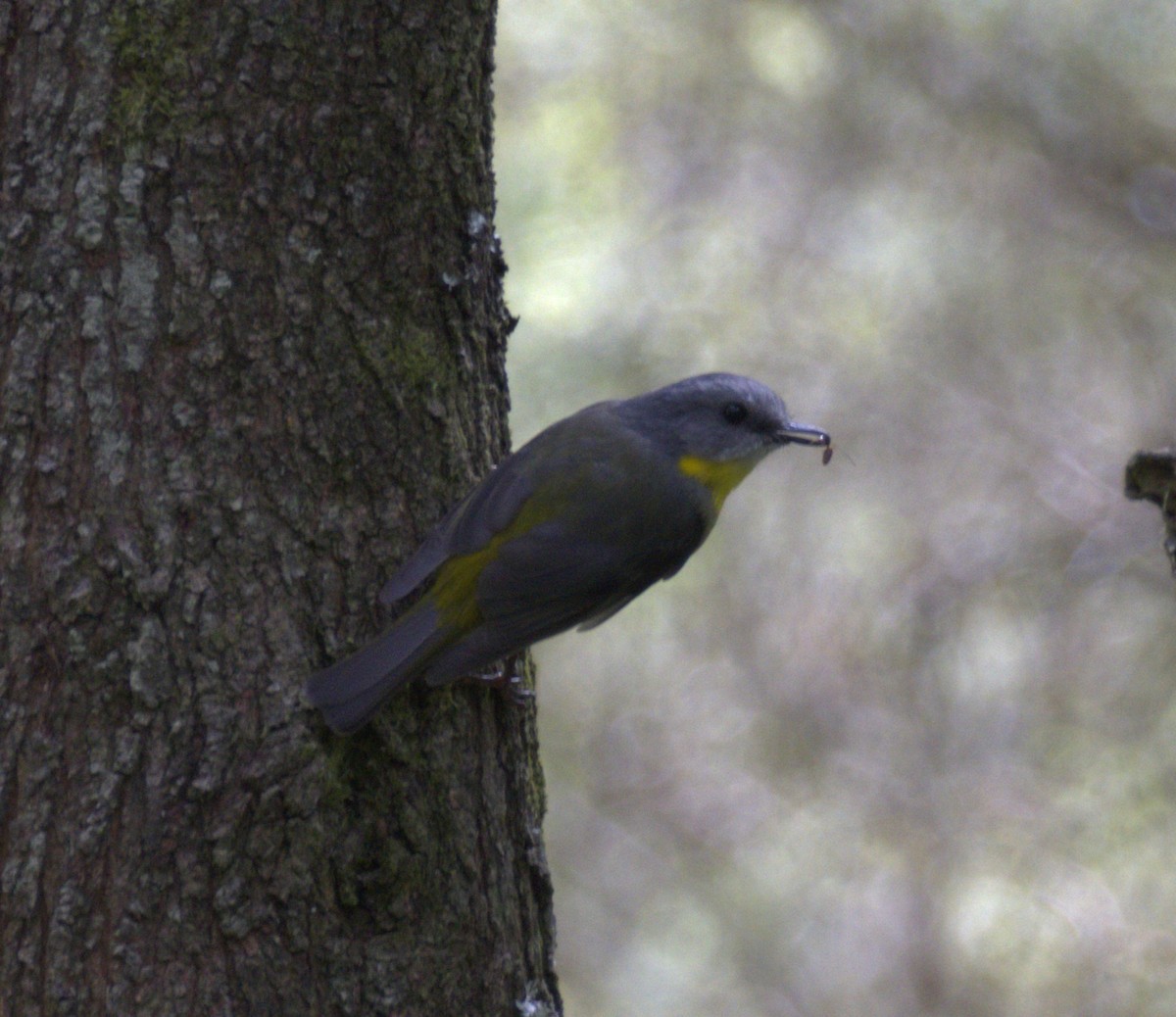 lejsčík žlutý - ML645247744