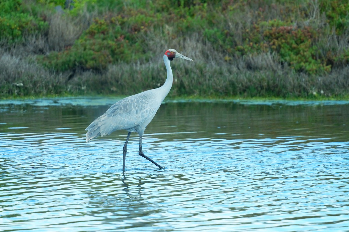 Brolga - ML645247745