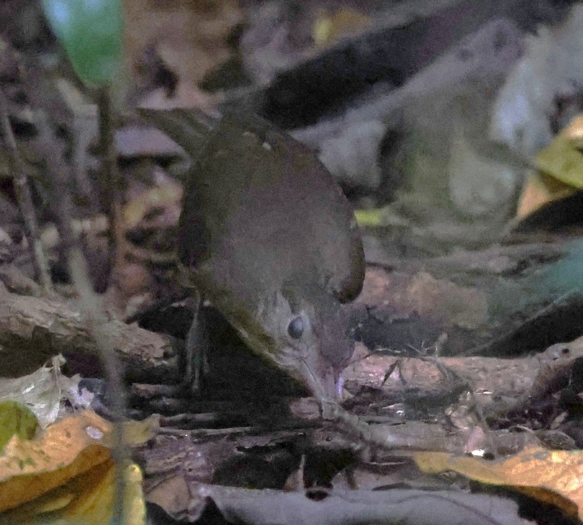 Little Shrikethrush (Rufous) - ML645247749