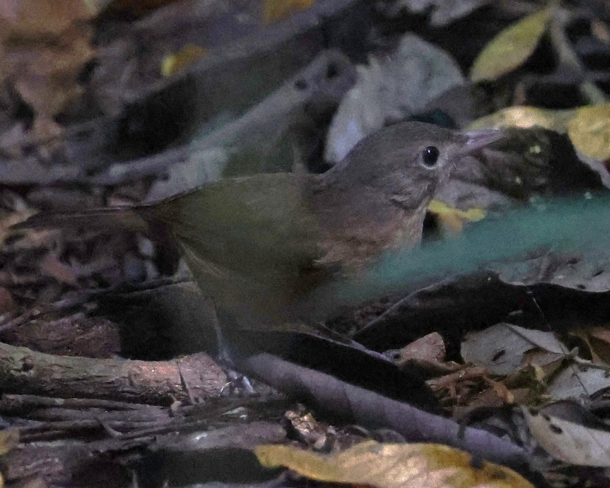 Little Shrikethrush (Rufous) - ML645247750