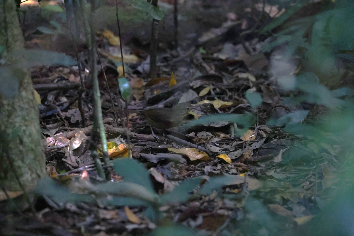 Little Shrikethrush (Rufous) - ML645247751