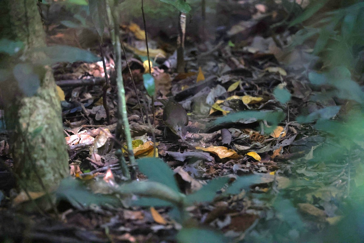 Little Shrikethrush (Rufous) - ML645247752