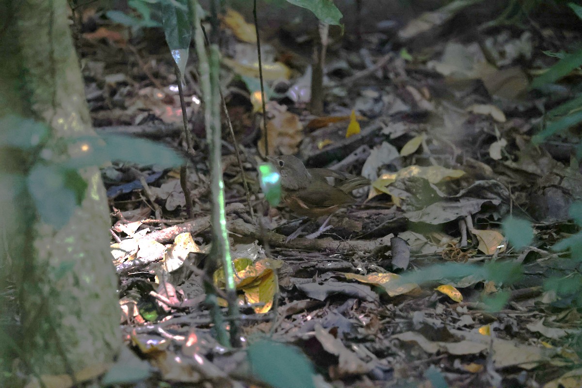 Little Shrikethrush (Rufous) - ML645247753