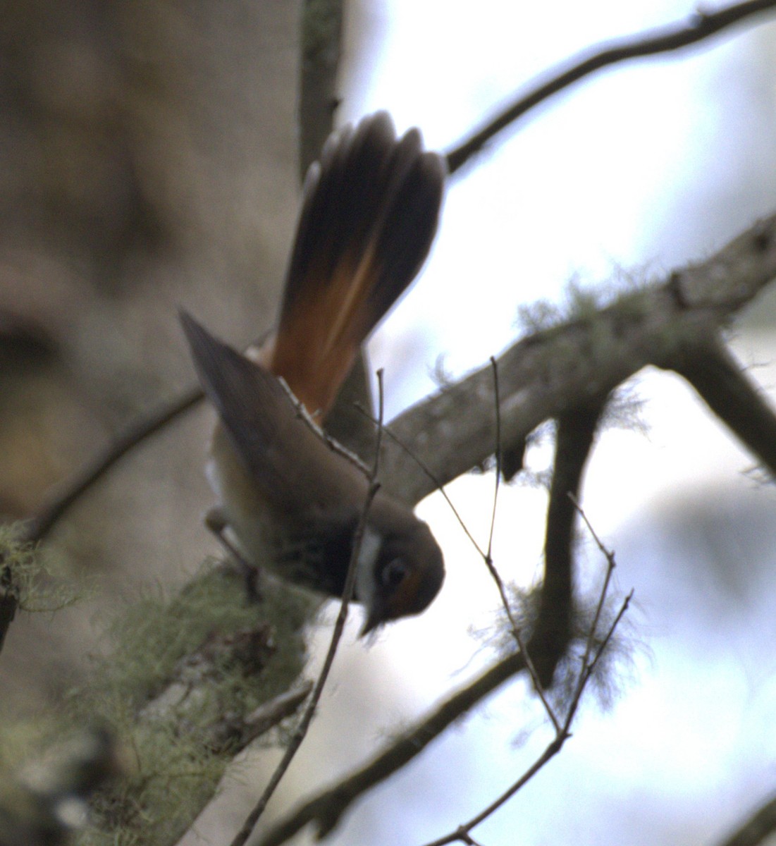 Australian Rufous Fantail - ML645247754