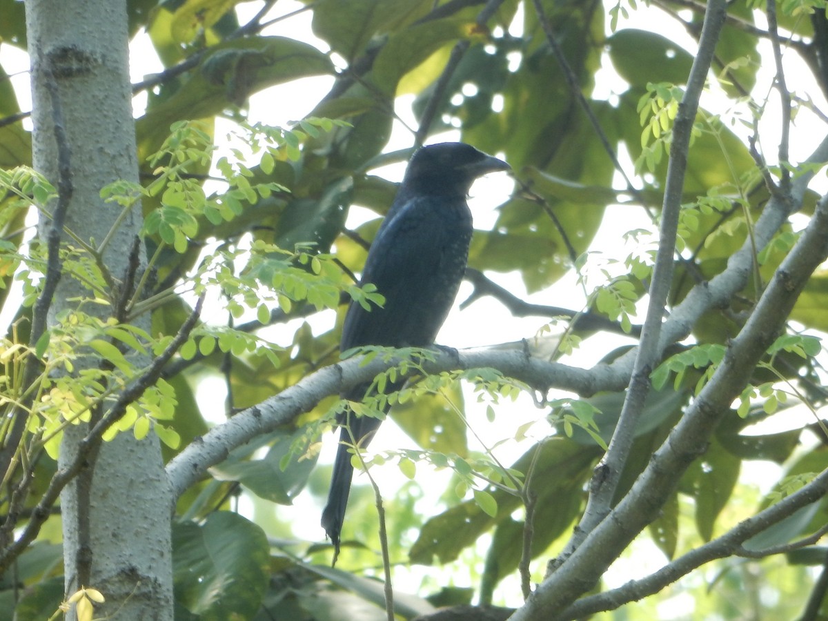 Crow-billed Drongo - ML645247758
