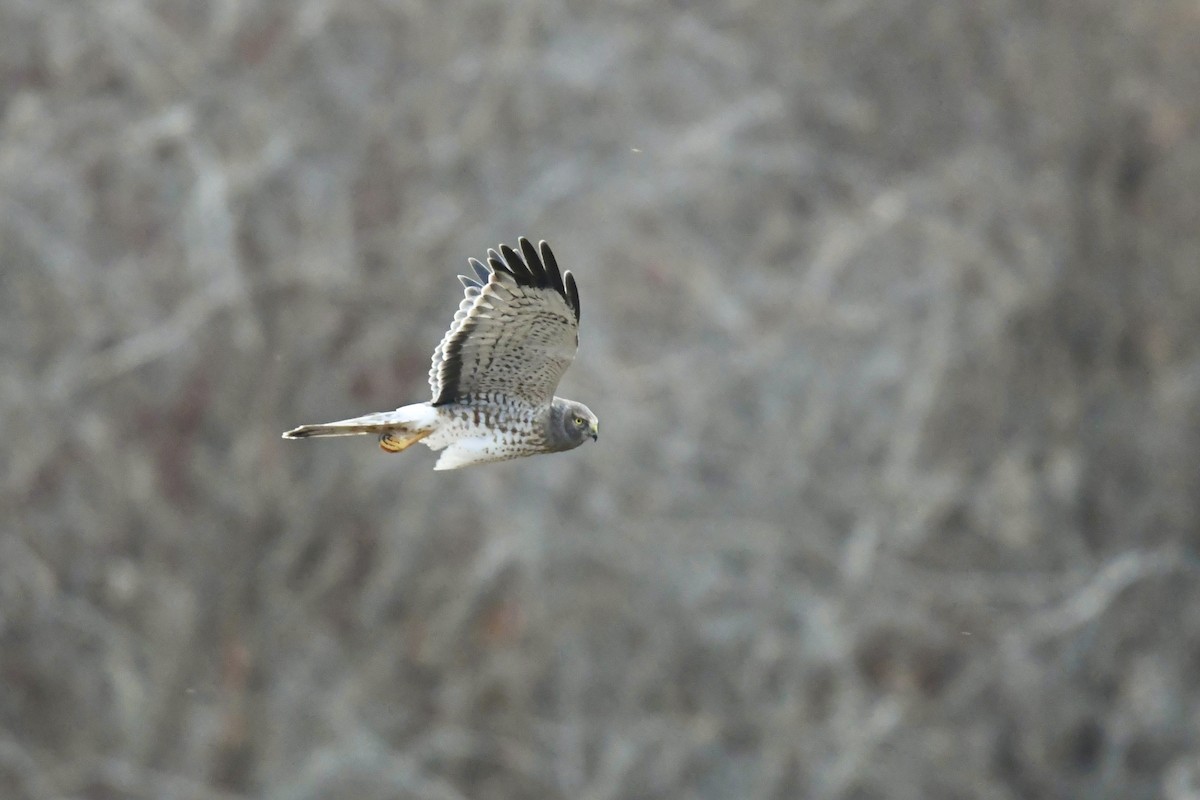 Лунь американський - ML645247777