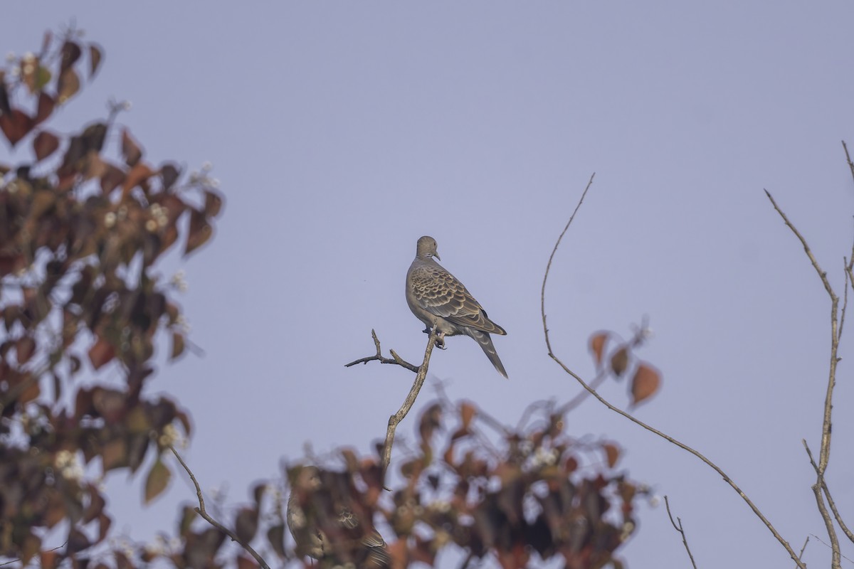 Oriental Turtle-Dove - ML645247778