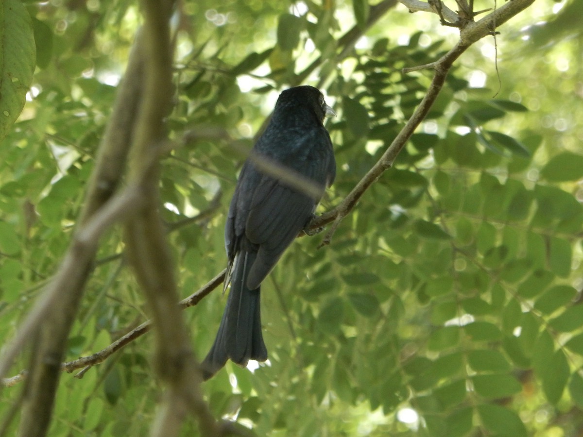 Crow-billed Drongo - ML645247779