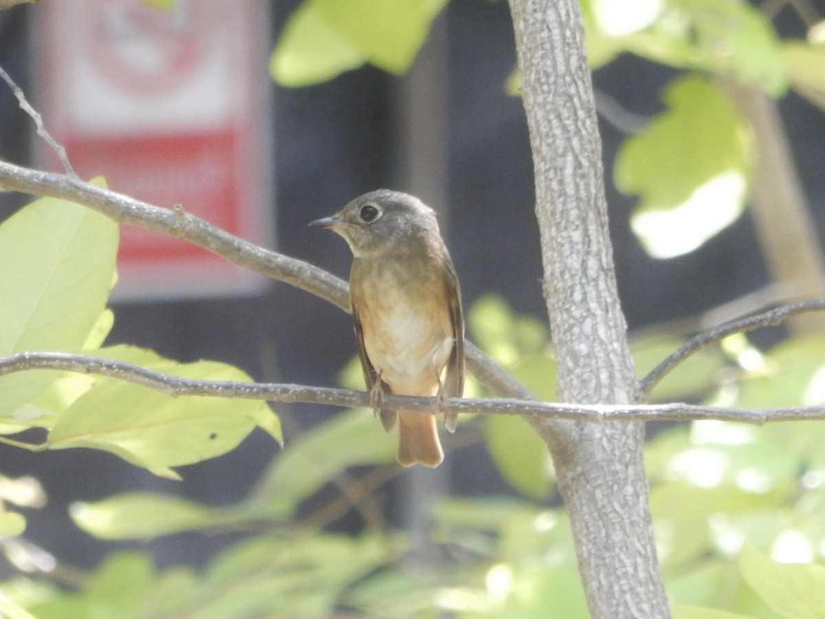 Ferruginous Flycatcher - ML645247783