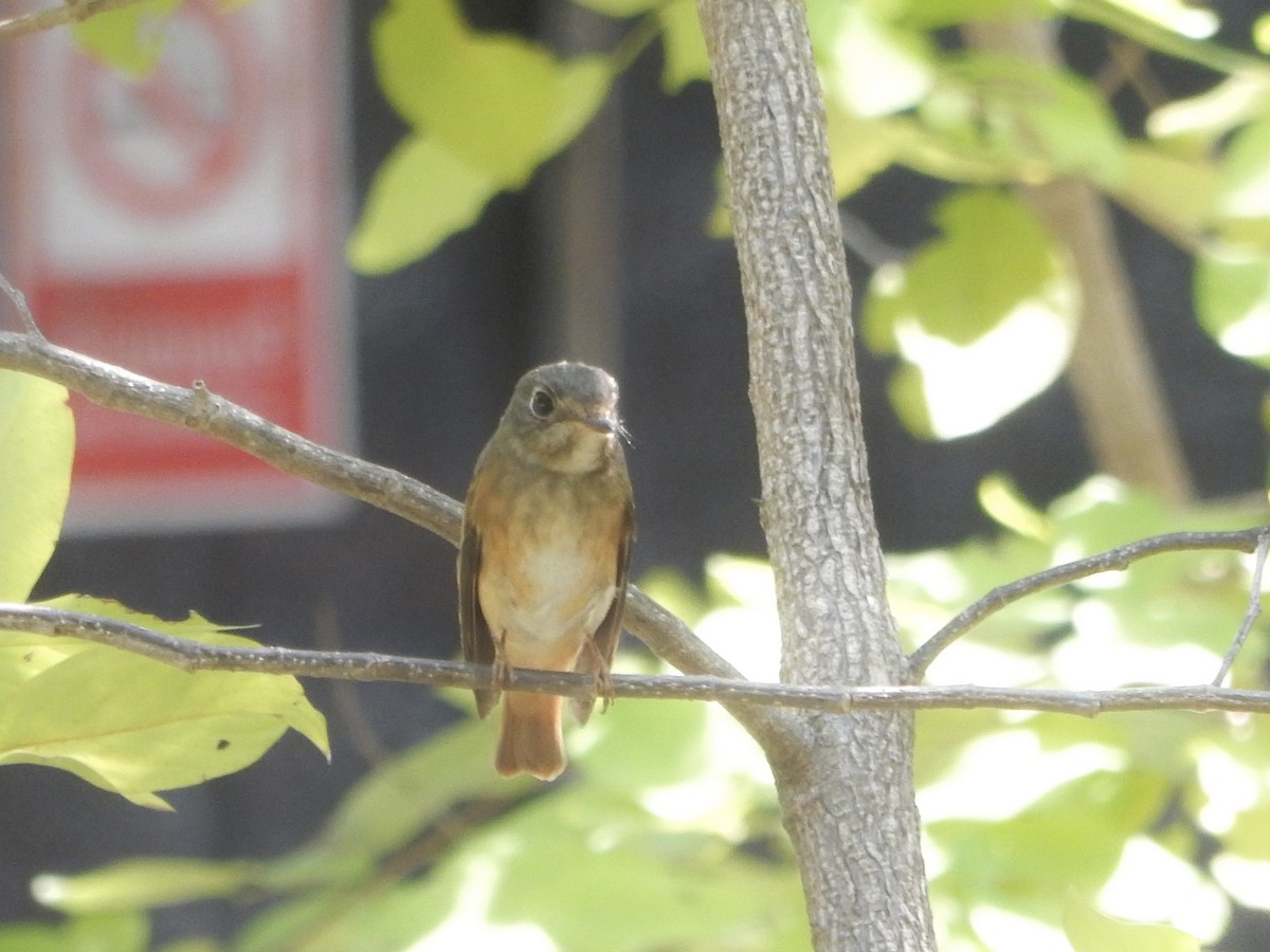 Ferruginous Flycatcher - ML645247784