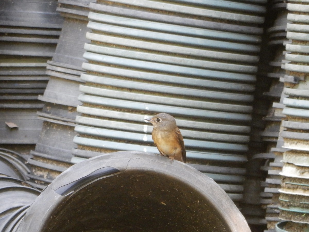 Ferruginous Flycatcher - ML645247785