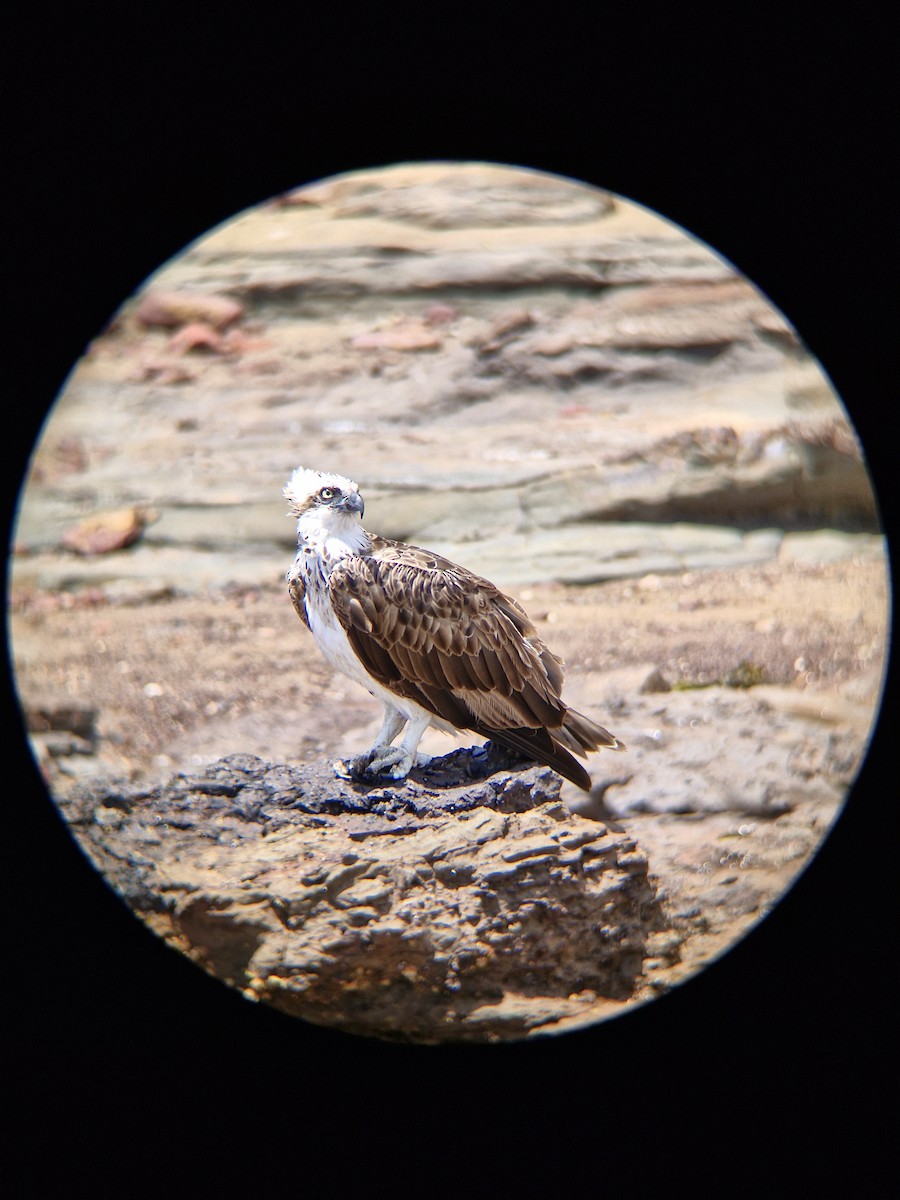 Osprey - ML645247791