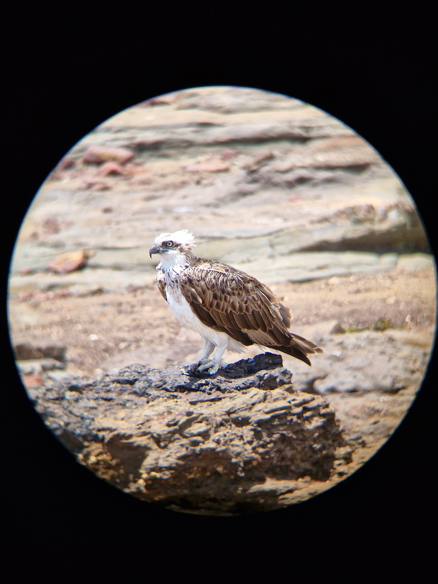 Osprey - ML645247792