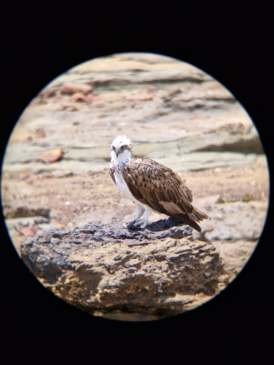 Osprey - ML645247793