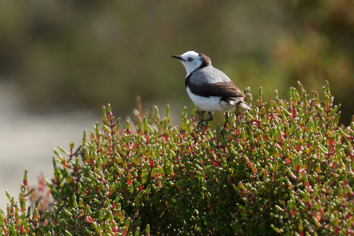 White-fronted Chat - ML645247798