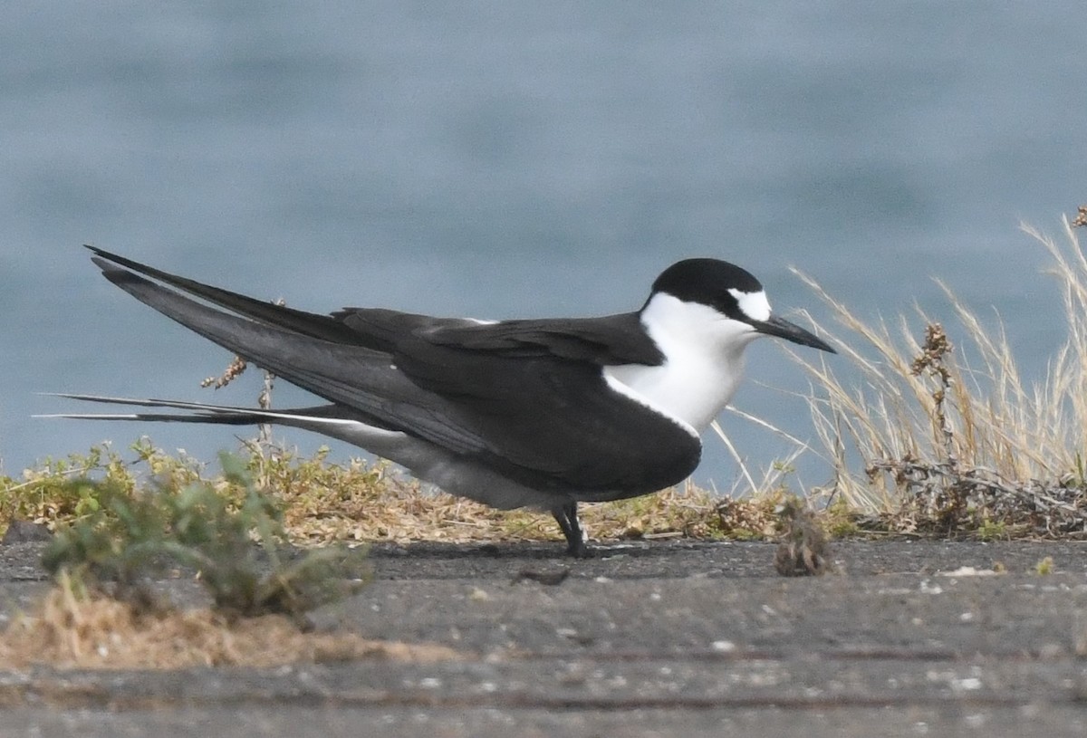 Sooty Tern - ML645247800
