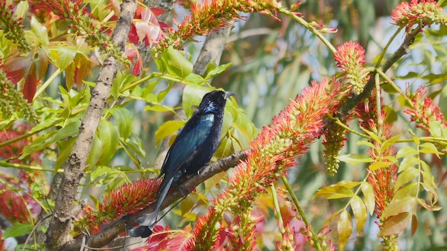 Hair-crested Drongo - ML645247804