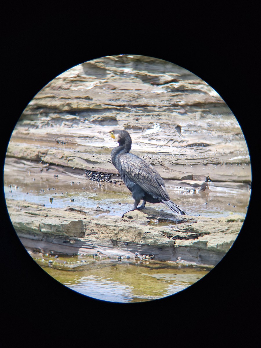 Great Cormorant - ML645247808