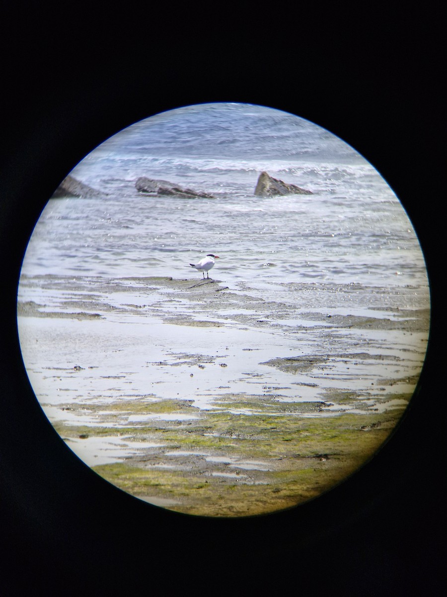 Caspian Tern - ML645247826