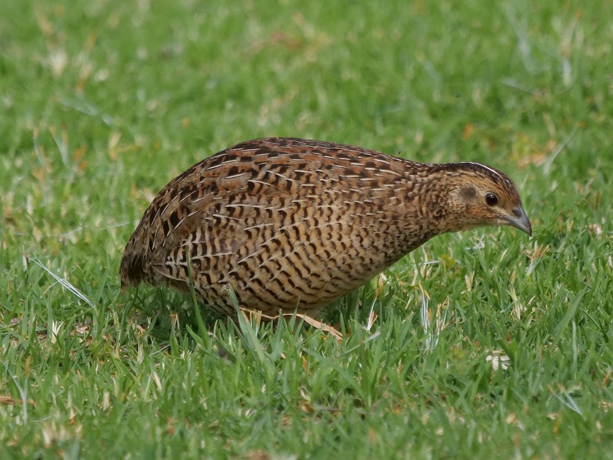 Brown Quail - ML645247834