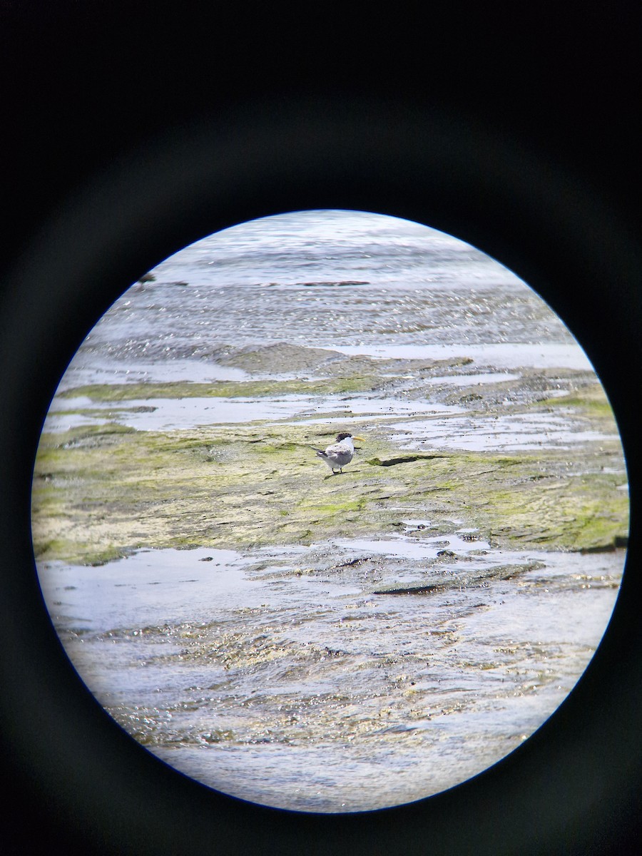 Great Crested Tern - ML645247840