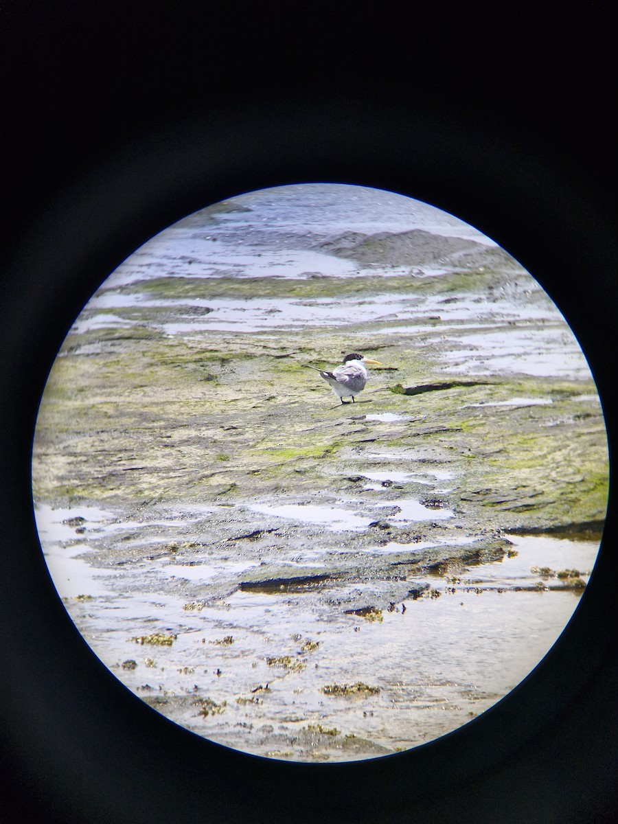 Great Crested Tern - ML645247841