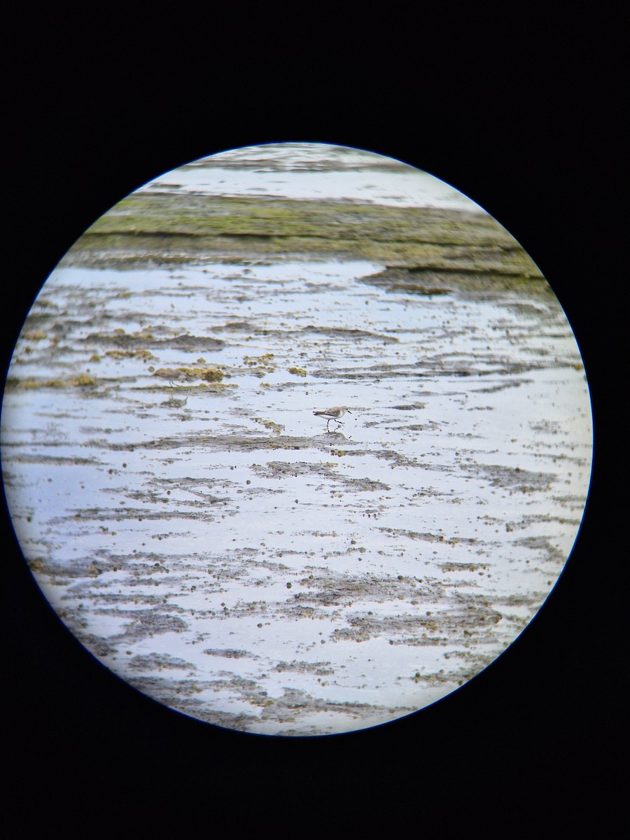 Red-necked Stint - ML645247858
