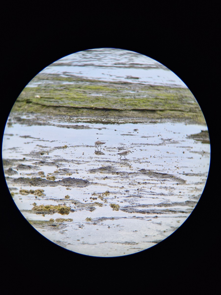 Red-necked Stint - ML645247859
