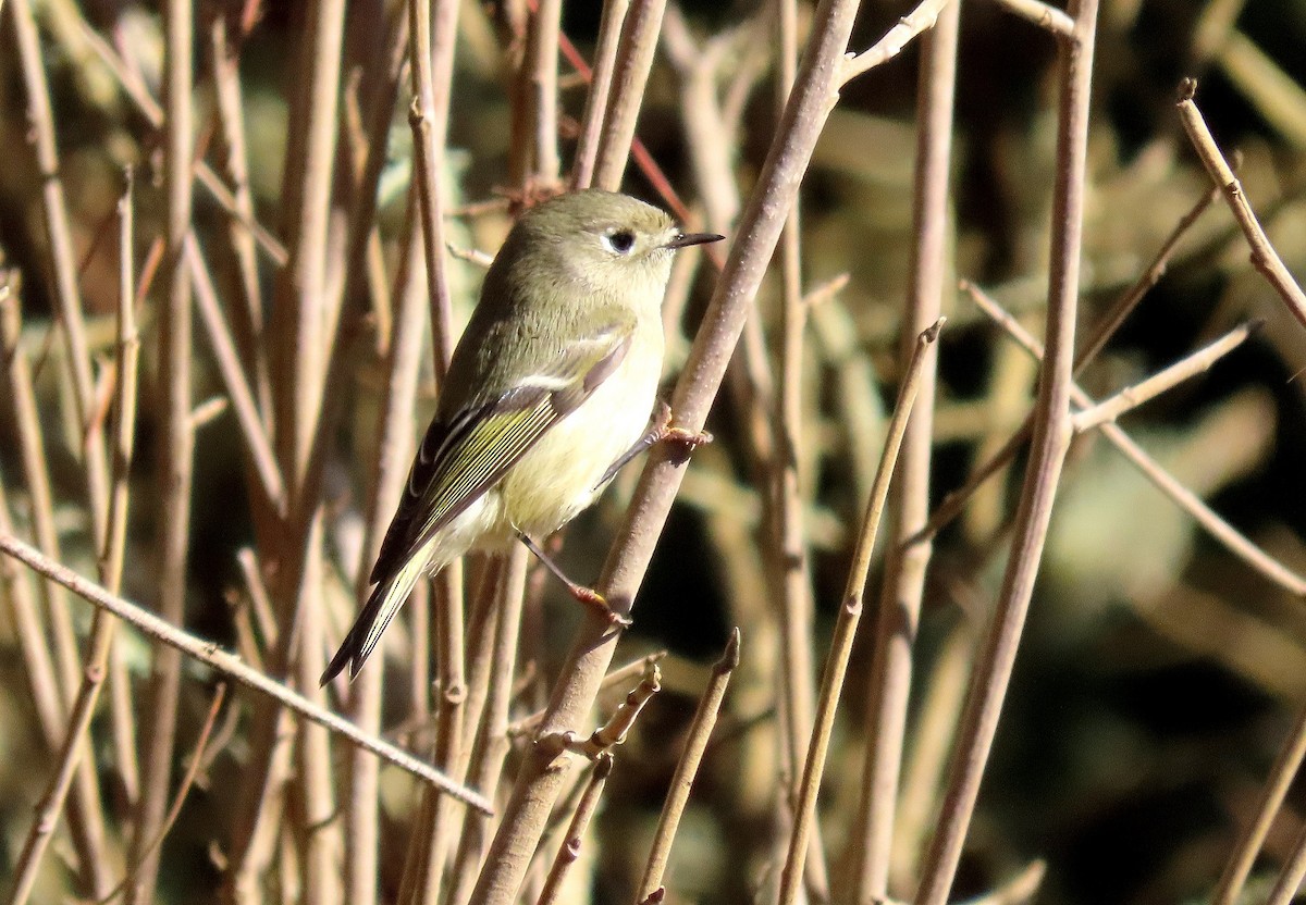 Ruby-crowned Kinglet - ML645247862