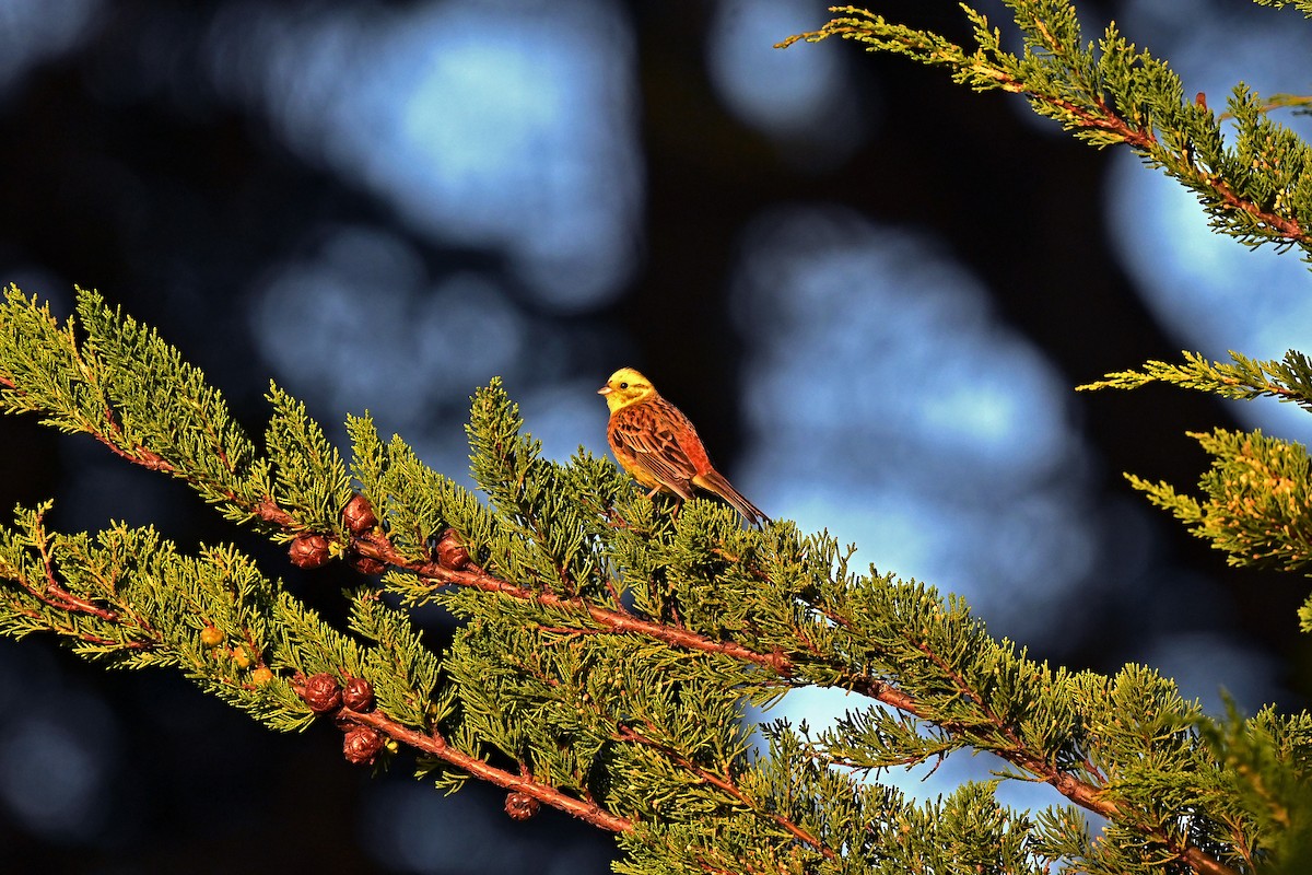 Berdantza horia - ML645247872