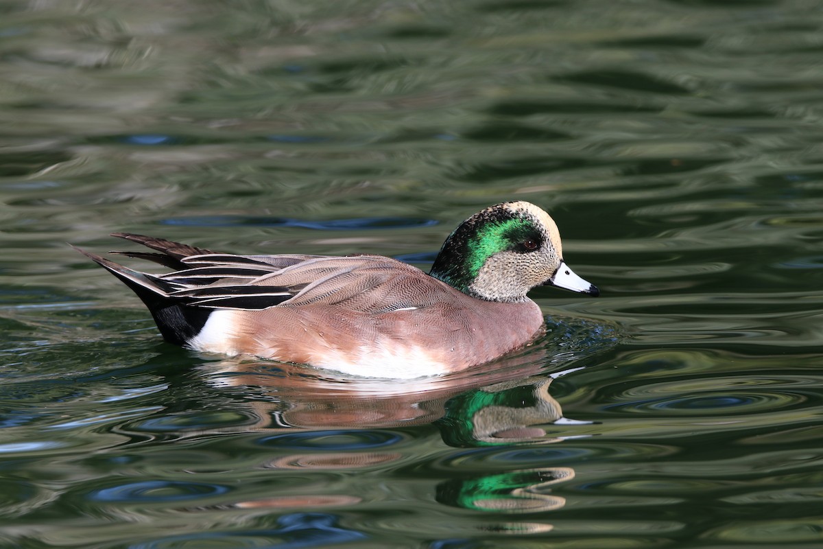 Canard d'Amérique - ML645247873