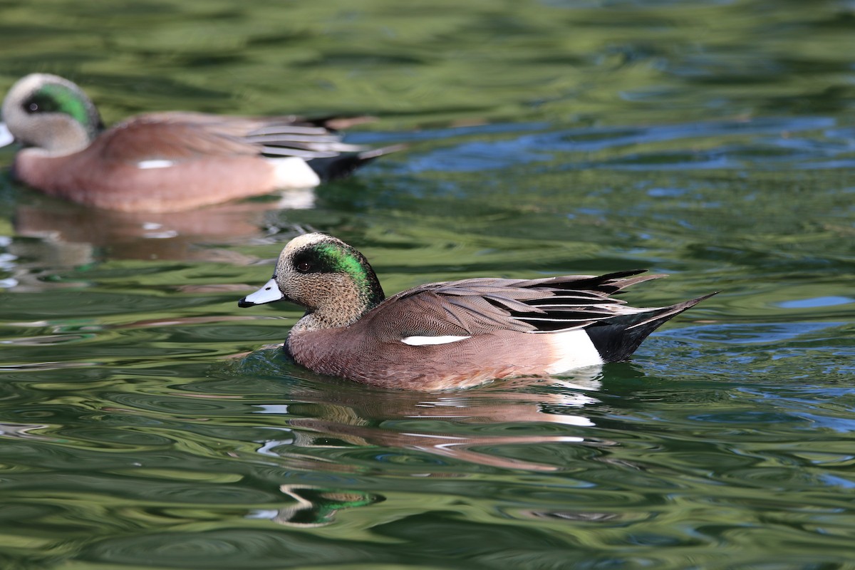 Canard d'Amérique - ML645247874