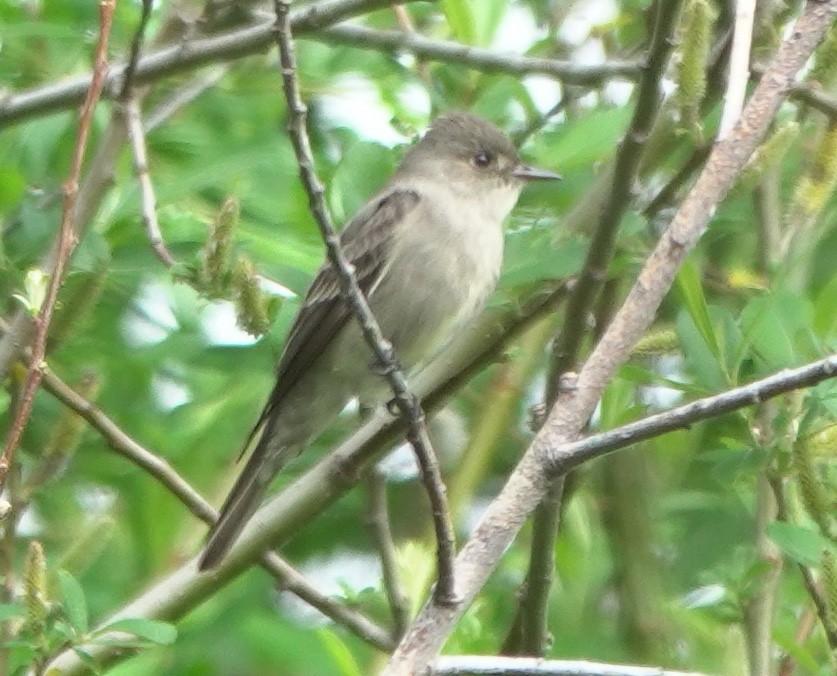 Western Wood-Pewee - ML645247881