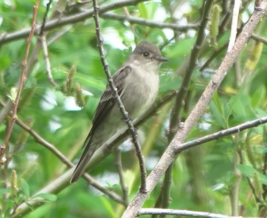 Western Wood-Pewee - ML645247882