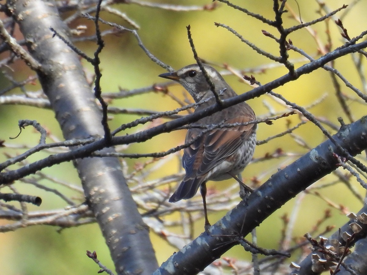 Dusky Thrush - ML645247889