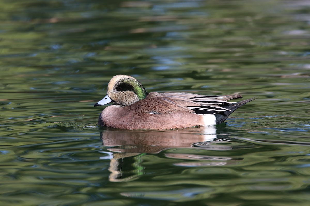 Canard d'Amérique - ML645247894